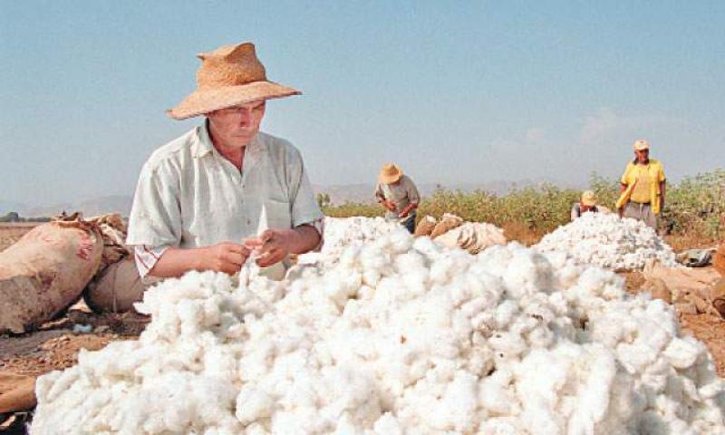 MINAGRI PROPONE ELABORAR PLAN NACIONAL DE CULTIVO DEL ALGODÓN