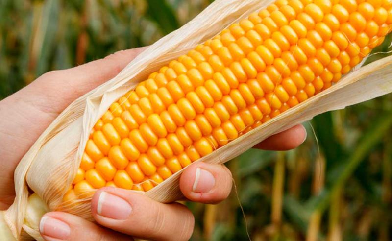 Minam descarta presencia de transgénicos en zonas productivas de maíz amarillo duro, alfalfa y algodón