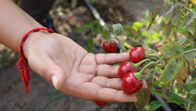 Minam lanzó el “picometro”, la escala de picante que una persona puede soportar