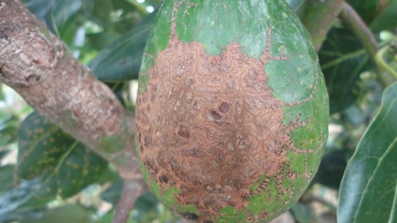 Moquegua: Transfieren tecnologías orgánicas para reducir la pérdida de palto por plagas y enfermedades