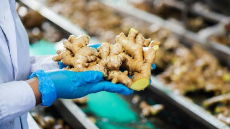 Muestreo adicional al jengibre peruano y de otras procedencias en Países Bajos busca controlar presencia de la Ralstonia