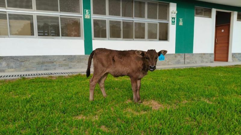 Nace la primera ternera con la mejor carne del mundo
