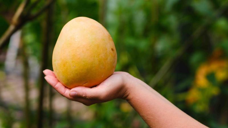 Normas técnicas para la algarroba, mango y panela buscan asegurar la calidad del producto