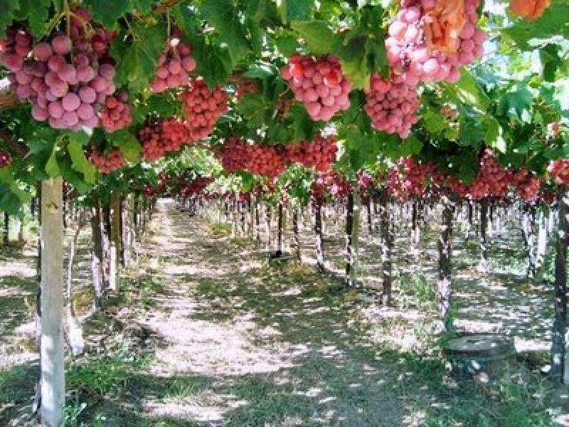 NOVEDOSA TECNOLOGÍA PARA MEJORAR CULTIVOS DE UVA 