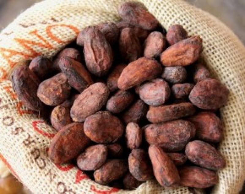NUEVA TECNOLOGÍA INCREMENTARÁ RENDIMIENTO DE CACAO NATIVO