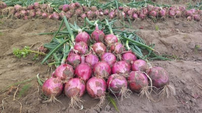 Nueva variedad de cebolla peruana promete mejor poscosecha y flexibilidad de siembra