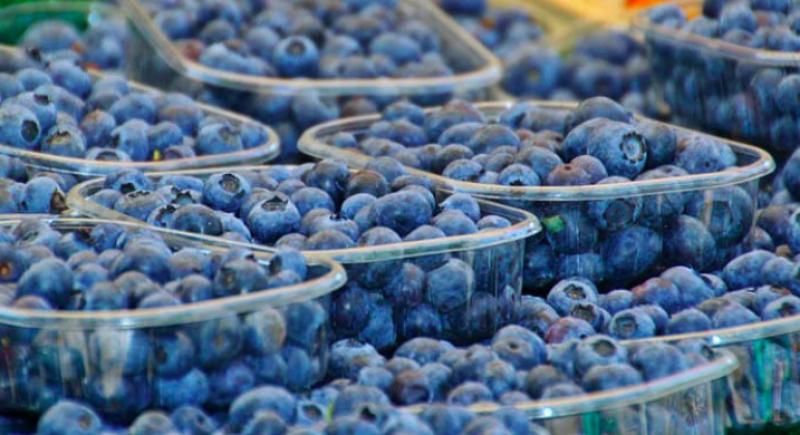 Nueve variedades concentran el 80% de la producción de arándanos para exportación en Perú