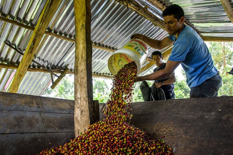 Nuevo modelo de cultivo produciría 25 mil toneladas de café climáticamente inteligente
