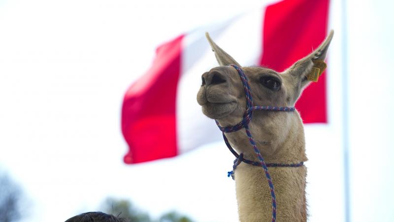 Oficializan el lanzamiento del “Año Internacional de los Camélidos 2024”