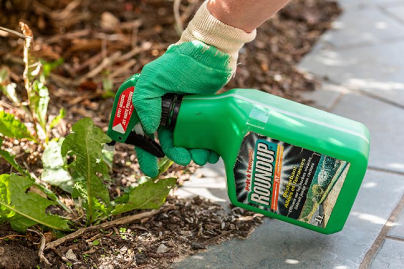 Ordenan pagar más de US$ 2 mil millones por daños a pareja de California por uso de herbicida Roundup
