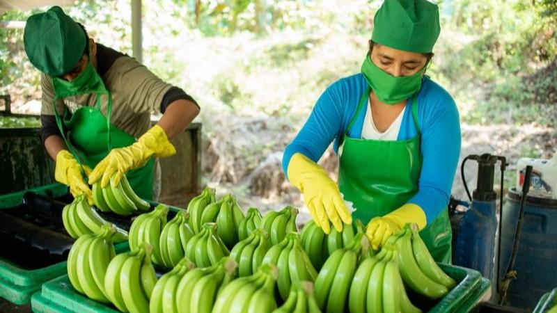 Países Bajos concentró el 35% del valor del banano exportado por Perú entre enero y mayo de 2025