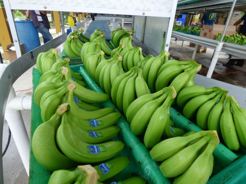 Países exportadores de banano enfrentan problemas