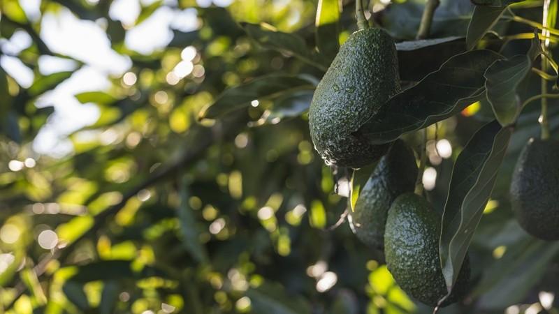 Palta chilena cierra temporada con su mayor producción en 15 años
