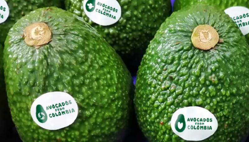 Palta Hass es la segunda fruta más exportada de Colombia, solo por detrás del banano