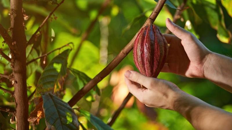 Panorama productivo y comercial del cacao en el mundo: potencial para el Perú