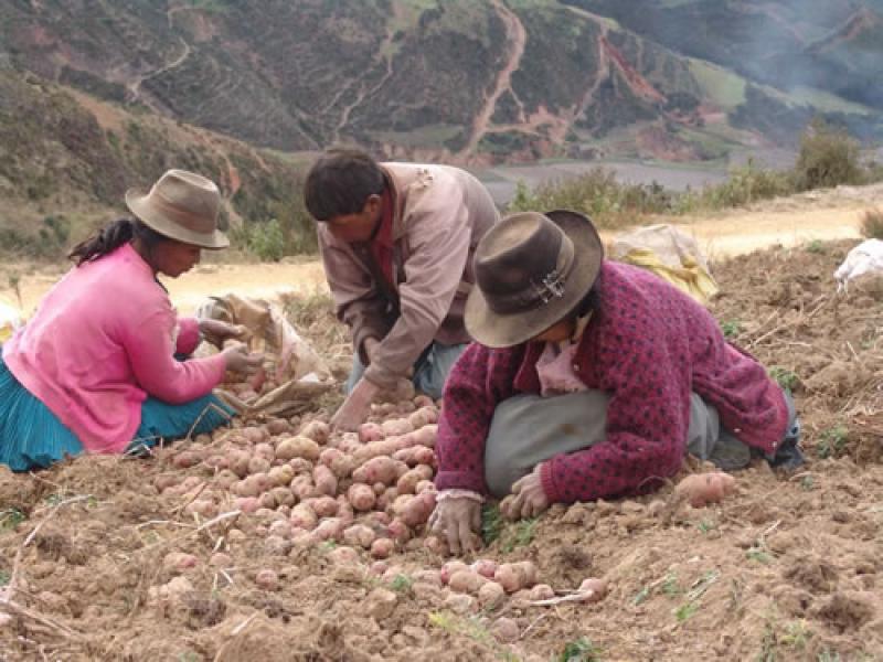 PAPA, QUINUA, CEBADA Y HABA, PRODUCTOS QUE MÁS SE CULTIVARÍAN EN PUNO