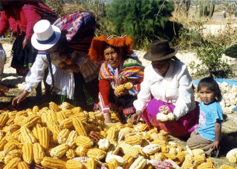 PASCO: REALIZAN TRANSFERENCIA TECNOLÓGICA A PRODUCTORES DE MAÍZ