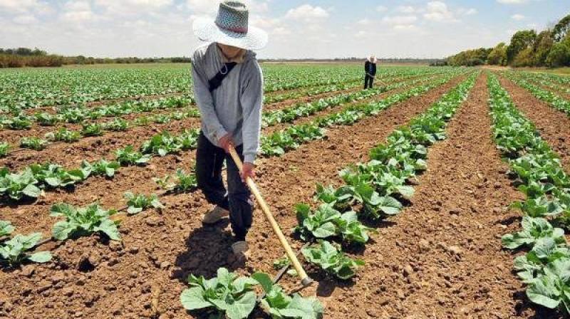 PBI agrícola para mercado interno disminuyó 11.6% en julio de 2019