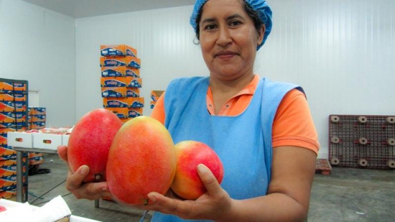 Pedir que se detenga la siembra de mango es apagar la esperanza de miles de agricultores