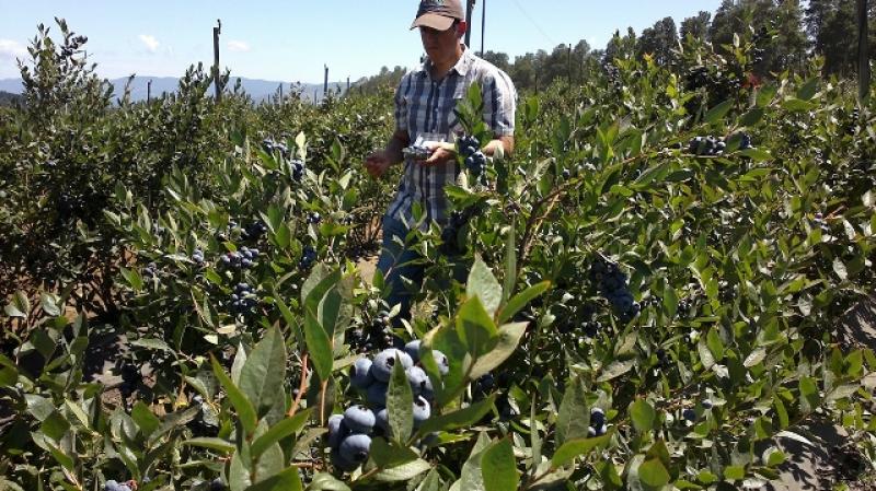 PERÚ ALCANZARÍA LAS 4 MIL HECTÁREAS DE ARÁNDANOS