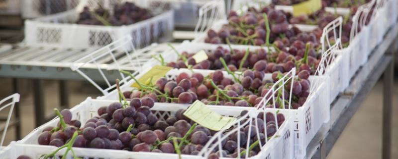Perú ampliaría exportaciones pesqueras y agrarias a Rusia