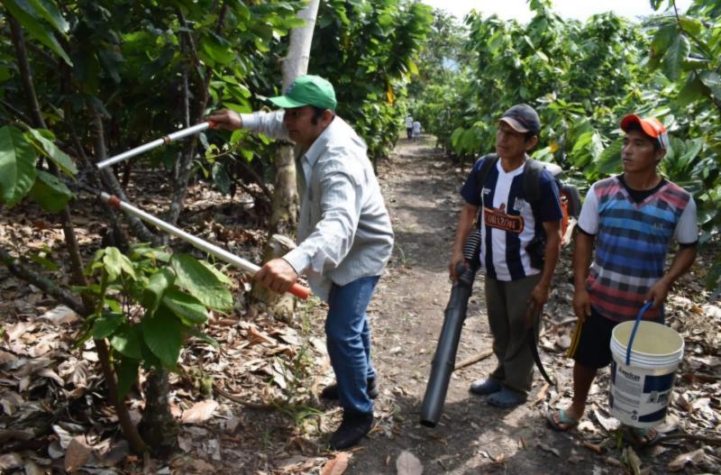 Perú: “boom” de precios, ingresos dignos y pobreza en cadena productiva de cacao