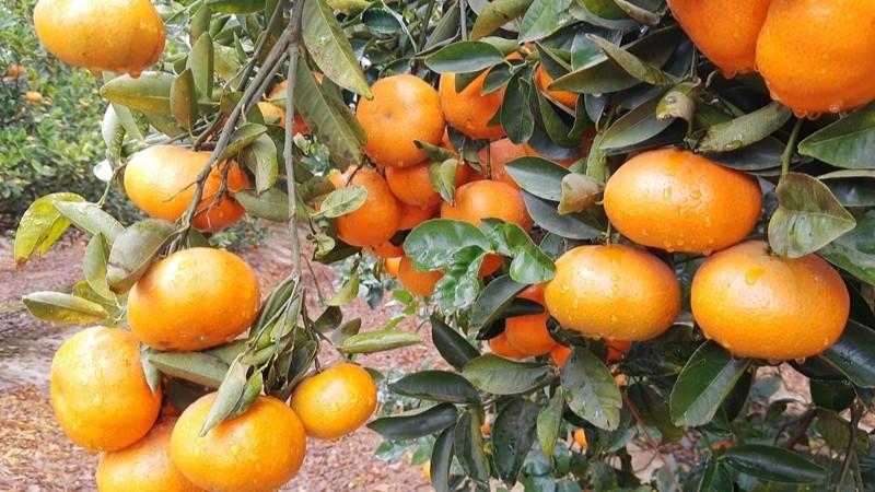 Perú busca abrir su abanico de cítricos al mundo tras aumento exponencial en producción