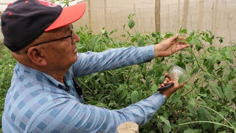 Perú combate plagas con uso de controladores biológicos en más de 209 mil hectáreas de cultivos en los últimos 3 años