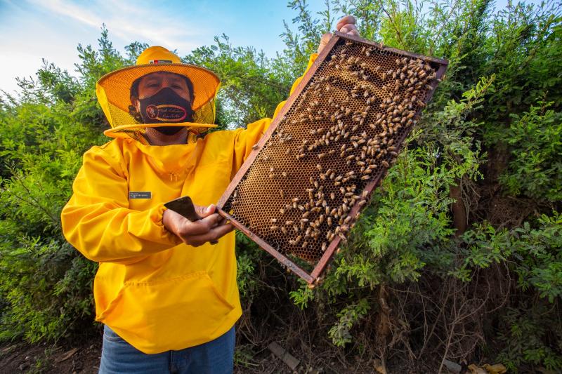 Perú cuenta con más de 400 mil colmenas en polinización