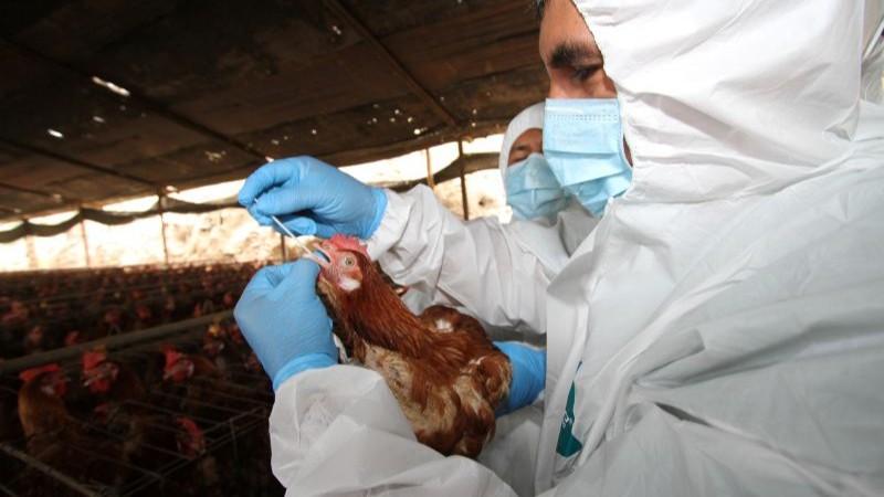 Perú en proceso de declararse libre de influenza aviar