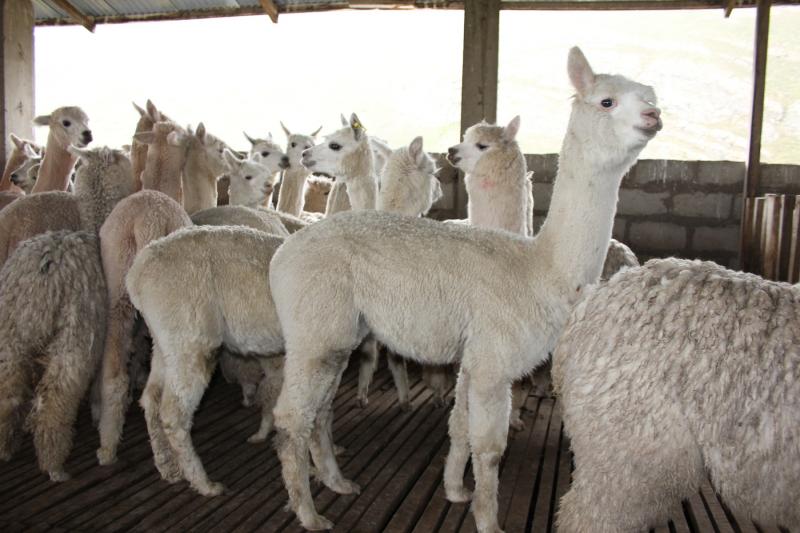 Perú es el principal productor de fibra de alpaca del mundo