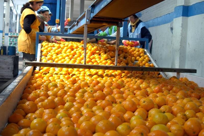 Perú es un gran socio para los importadores europeos de cítricos por su buen control de pesticidas
