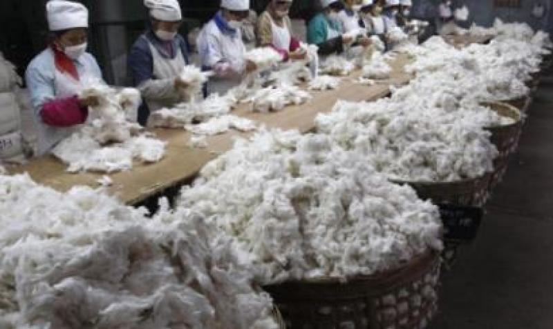 PERÚ EXPORTÓ 15 MIL QUINTALES DE ALGODÓN PIMA A JAPÓN