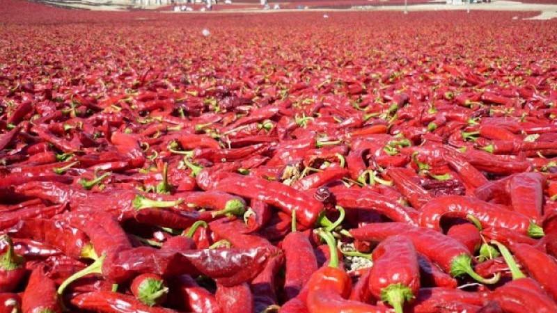 Perú exportó 4.089 toneladas de páprika en febrero de 2025