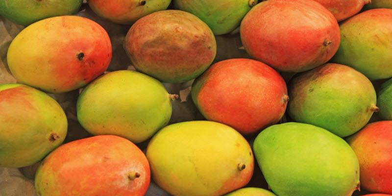 Perú exportó 54.390 toneladas de mango fresco por US$ 67.9 millones en febrero del 2025
