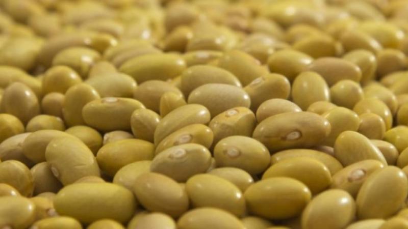 Perú exportó 6.589 toneladas de frijol en julio de 2025 