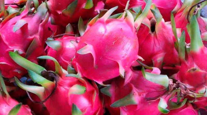 Perú exportó 626 toneladas de pitahaya por US$ 1.54 millones en el primer trimestre de 2025: crece  5 veces en volumen y de 4 veces en valor
