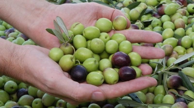 Perú exportó 747 toneladas de aceituna en mayo de 2025