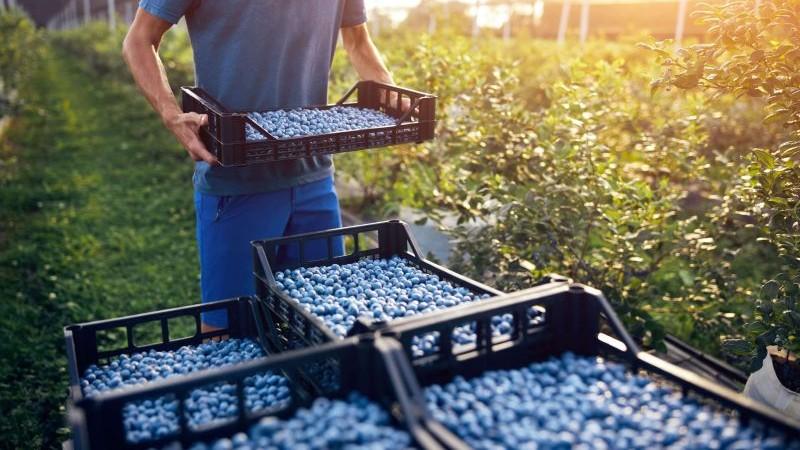Perú marca nuevo hito en la exportación de arándanos con crecimiento de 42%
