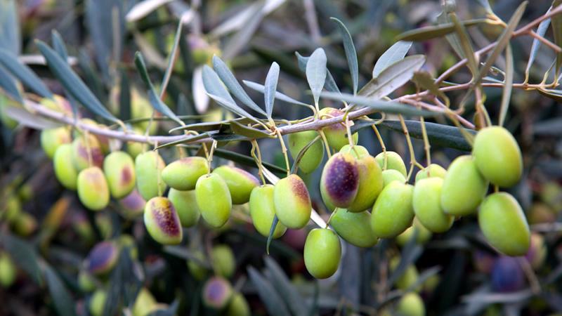 Perú produce alrededor de 229.000 toneladas de olivo al año
