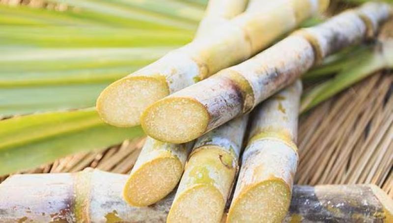 Perú produce entre 1 millón y 1.2 millones de toneladas de azúcar y entre 180.000 y 189.000 metros cúbicos de alcohol al año