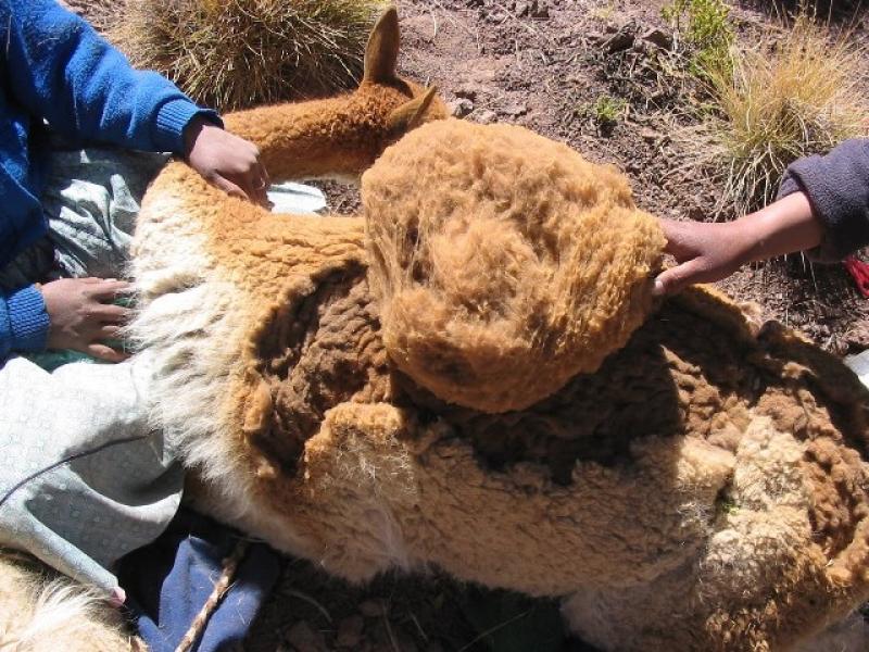 PERÚ PRODUCIRÍA 6.200 KILOS DE FIBRA DE VICUÑA ESTE AÑO