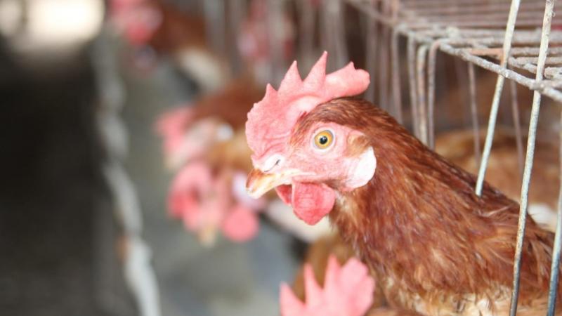 Perú se declara país libre de Influenza Aviar ante la OMS