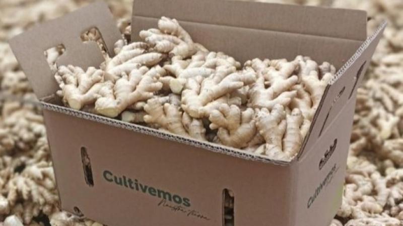 Perú se prepara para una temporada 2025 incierta tras una crisis de calidad en el jengibre