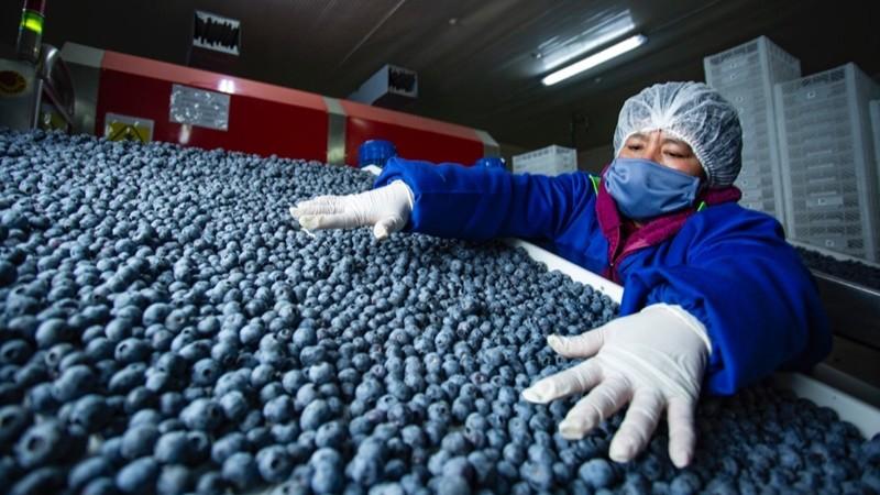 Perú y Chile reconfiguran el mapa global del arándano: ¿Quién domina el negocio azul?