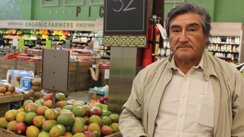 Piura: 12 mil hectáreas de mango kent en el valle de San Lorenzo se podrían quedar sin producir en la campaña 2025/2026