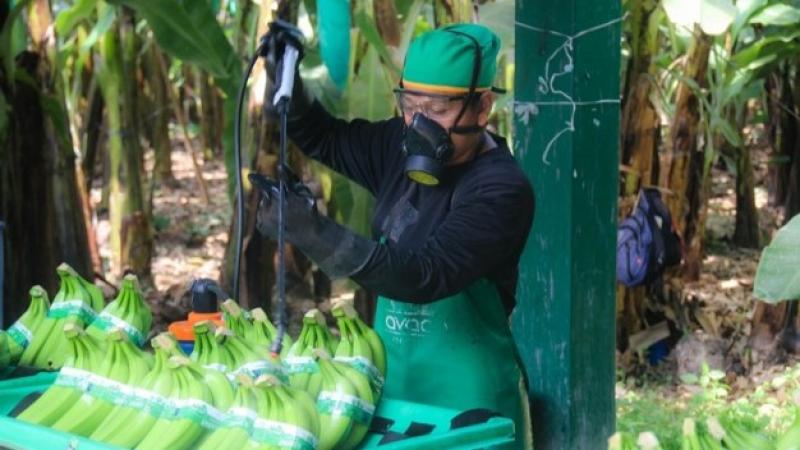 "Piura ha sido impactada por lluvias intensas y sequías prolongadas, reduciendo los volúmenes de banano"