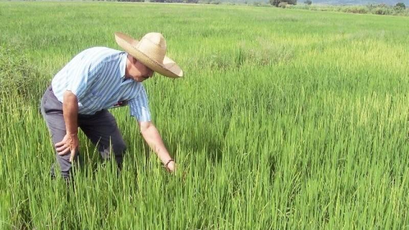 Piura: Promueven reducir siembra de arroz por sobreoferta y caída de precios