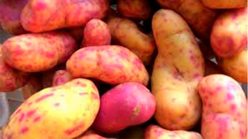 Piura: Siembra de Tubérculos supera las 2.600 hectáreas en la campaña agrícola 2025–2026