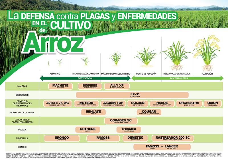 Plaga, enfermedades y malezas pueden causar pérdidas en promedio de 30% en el rendimiento productivo del arroz